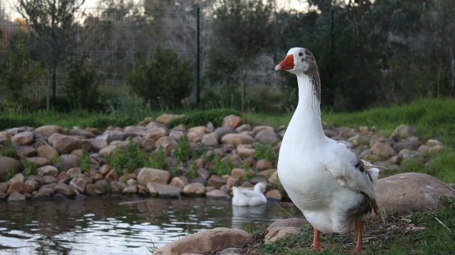池塘 自然 鸟类 岩石 草 鹅 水 栅栏 树木 树叶 景深 户外 动物  电脑壁纸 4K壁纸