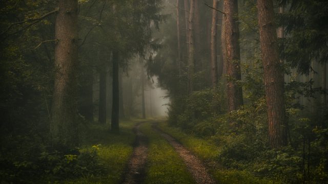 自然 树木 森林 植物 叶子 树叶 土路 路径 草 苔藓 雾 4K壁纸