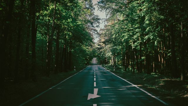 道路 森林 高速公路 户外 自然 风景 日光 树木 路径 复古 摄影 夏天 绿色 丁香 4K壁纸
