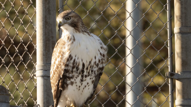 猛禽老鹰特写摄影4K高清桌面壁纸下载